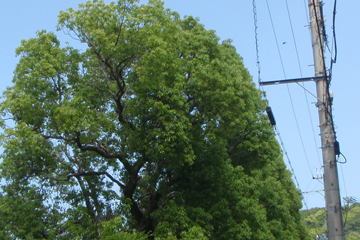 電線に接触する支障樹木の写真